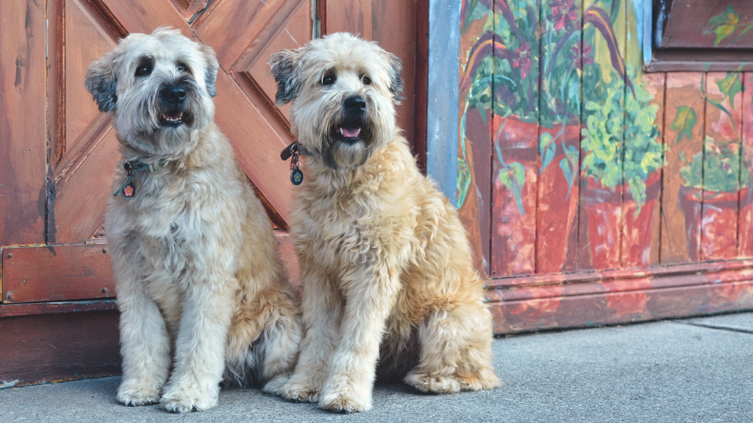 calm-dog-breeds-medium-sized