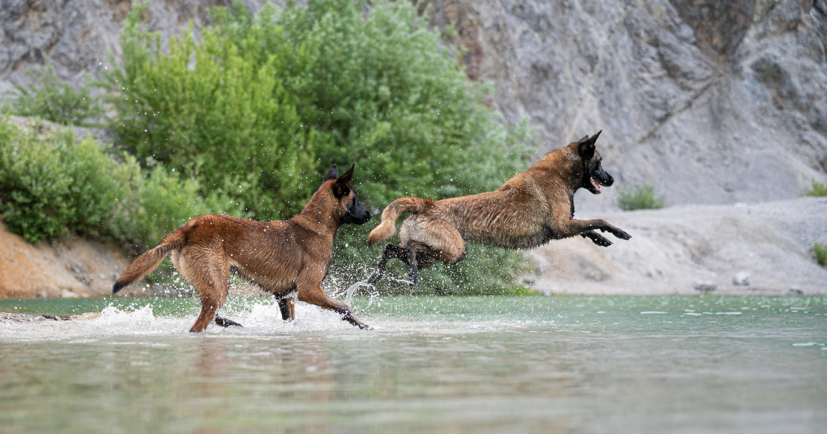 best-dog-breeds-for-hiking