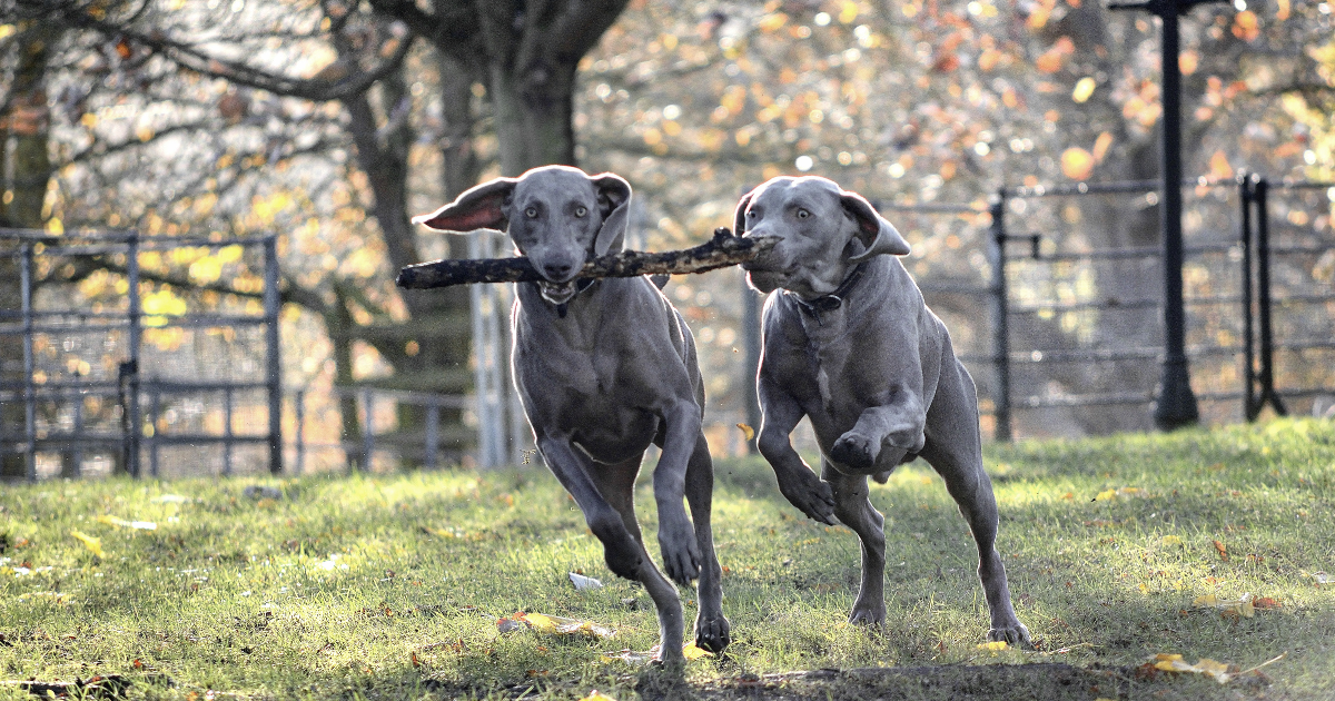 best-dog-breeds-for-trail-running