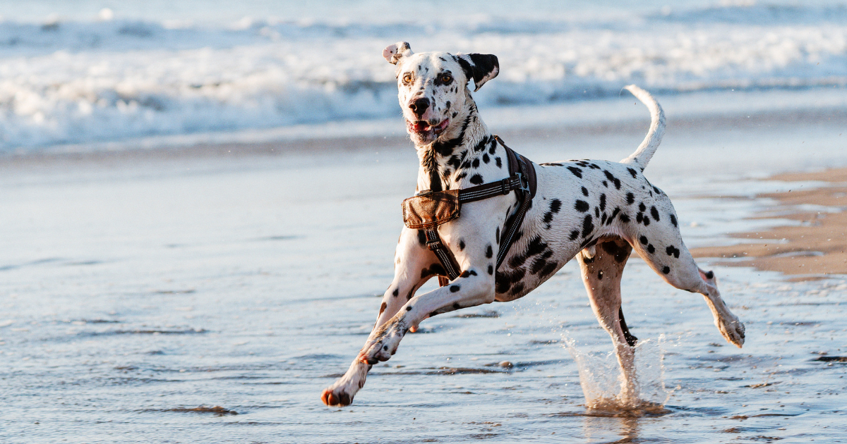 best-dog-breeds-for-trail-running