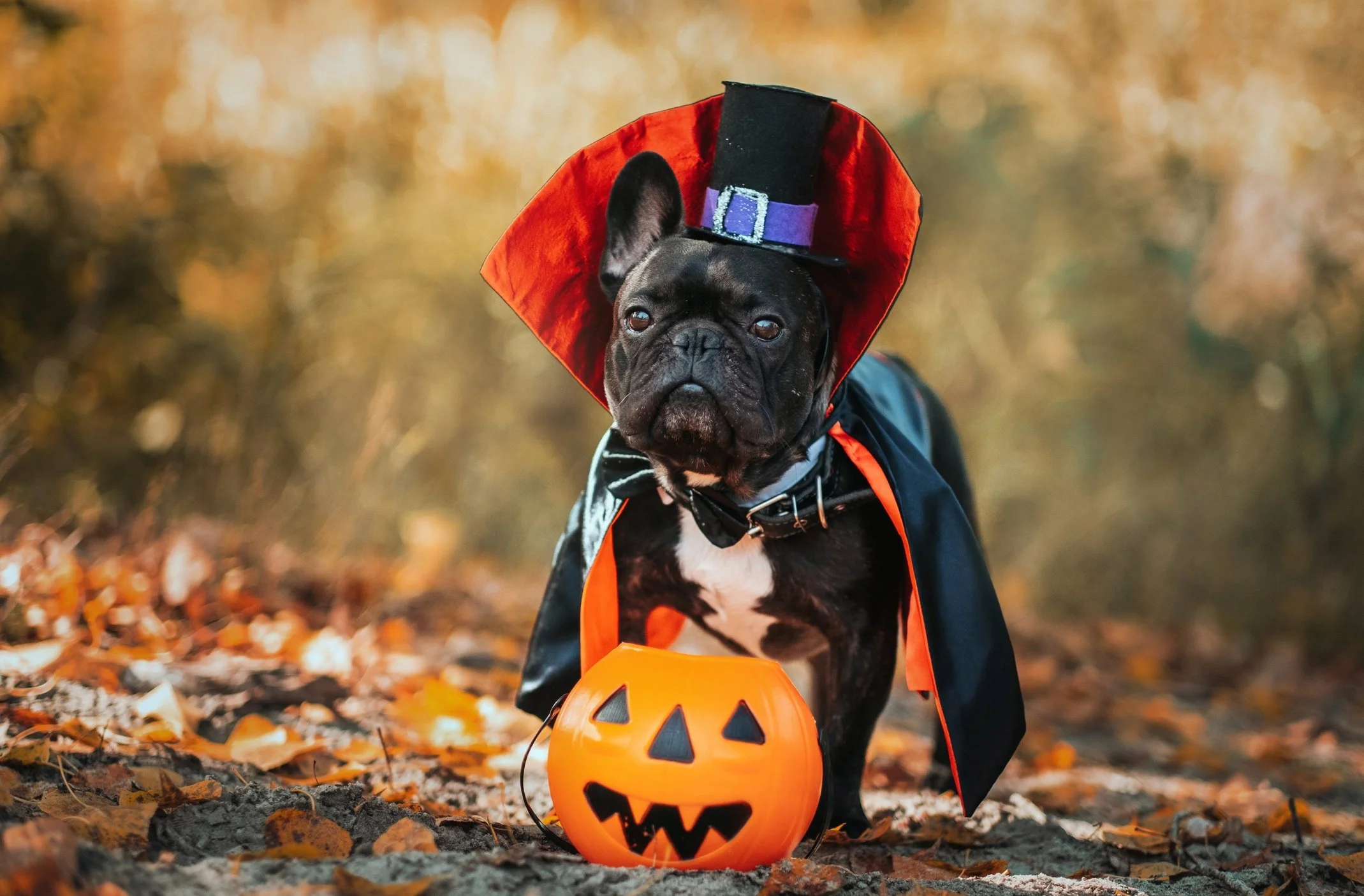 Celebrate-Halloween-with-your-dog