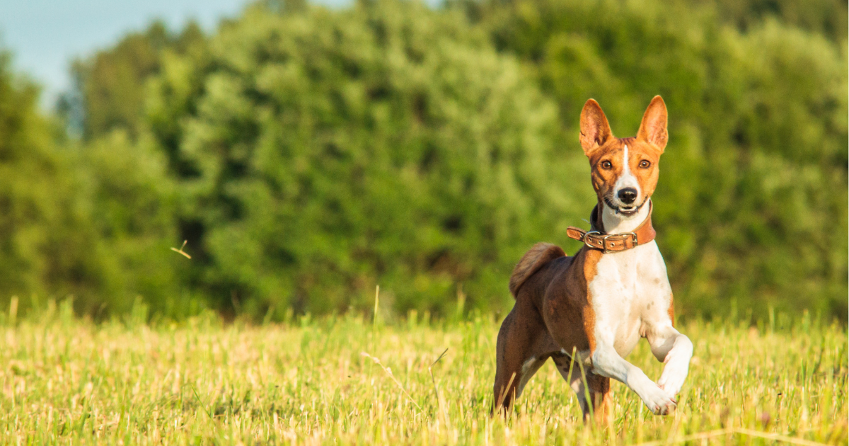 best-dog-breeds-for-hiking
