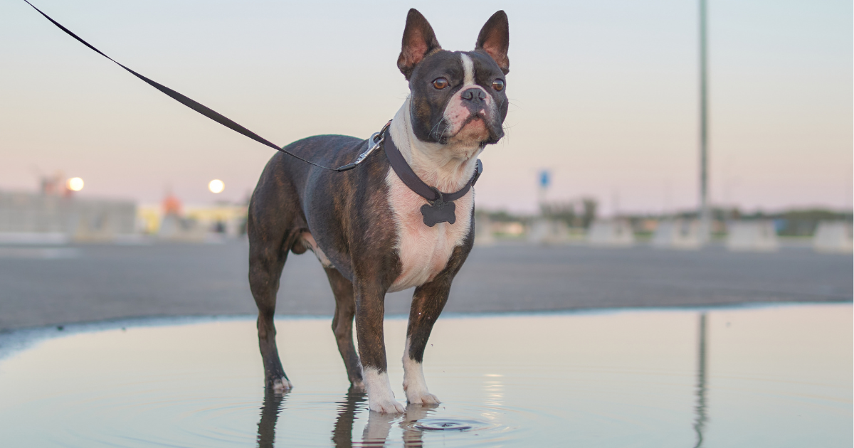 best-dog-breeds-for-city-living