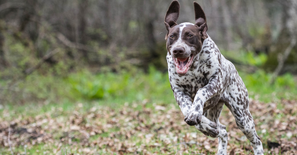 best-dog-breeds-for-trail-running