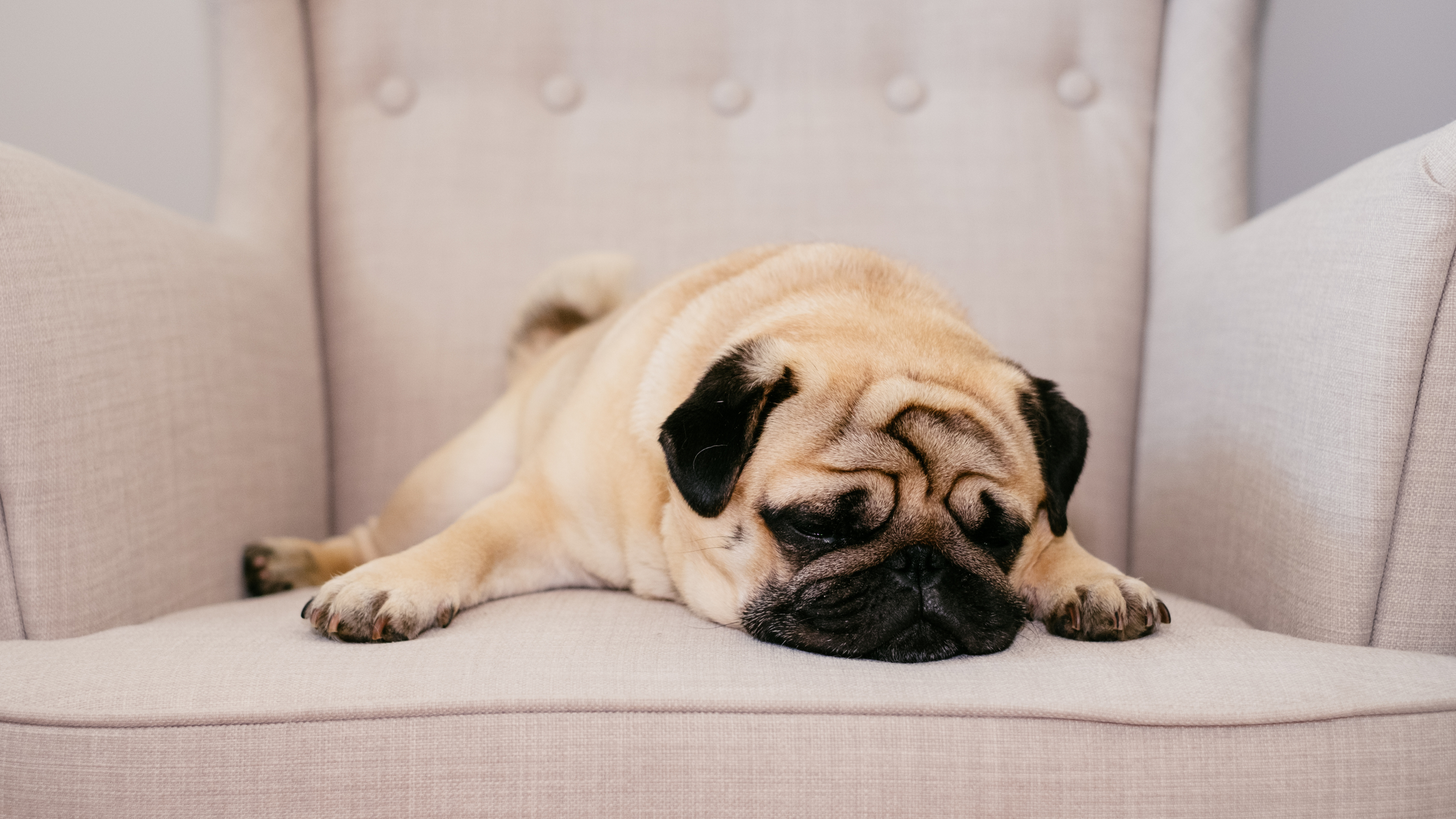 calm-dog-breeds-medium-sized