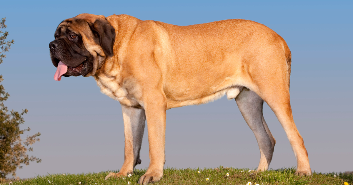 best-guard-dogs-for-apartments