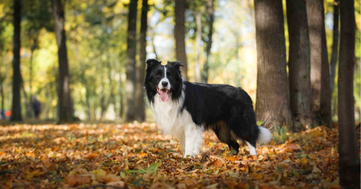 best-dog-breeds-for-hiking
