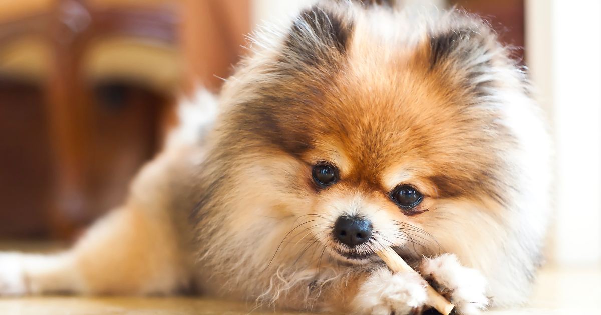 best-dog-breeds-for-city-living