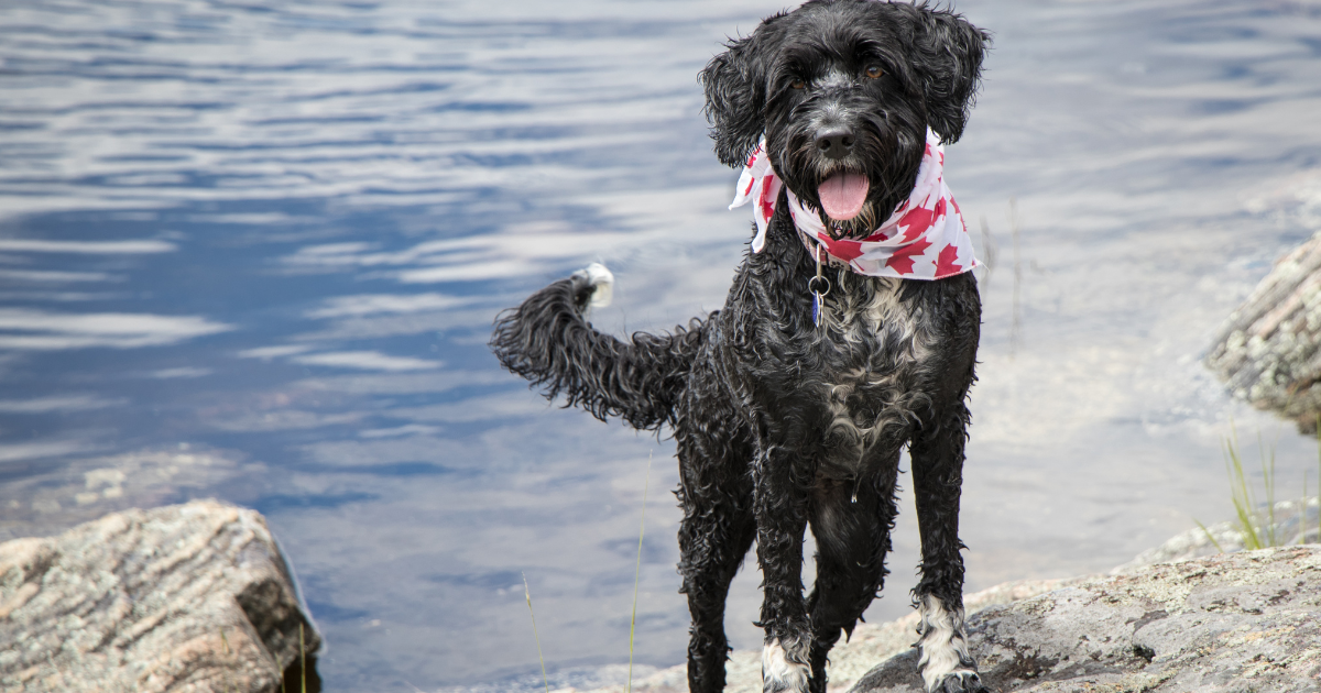 best-dog-breeds-for-hiking