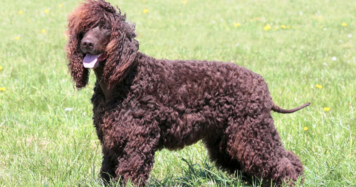 big-dogs-that-don't-shed