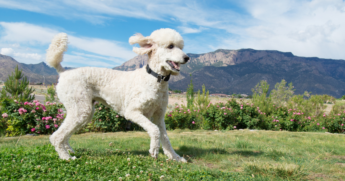 best-dog-breeds-for-hiking