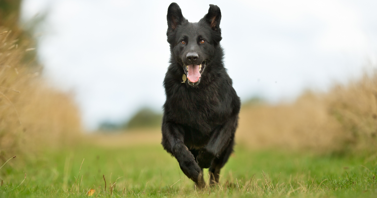 best-guard-dogs-for-women