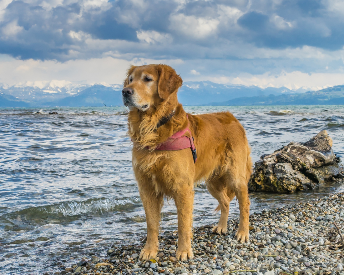 golden-retriever-dog-breed