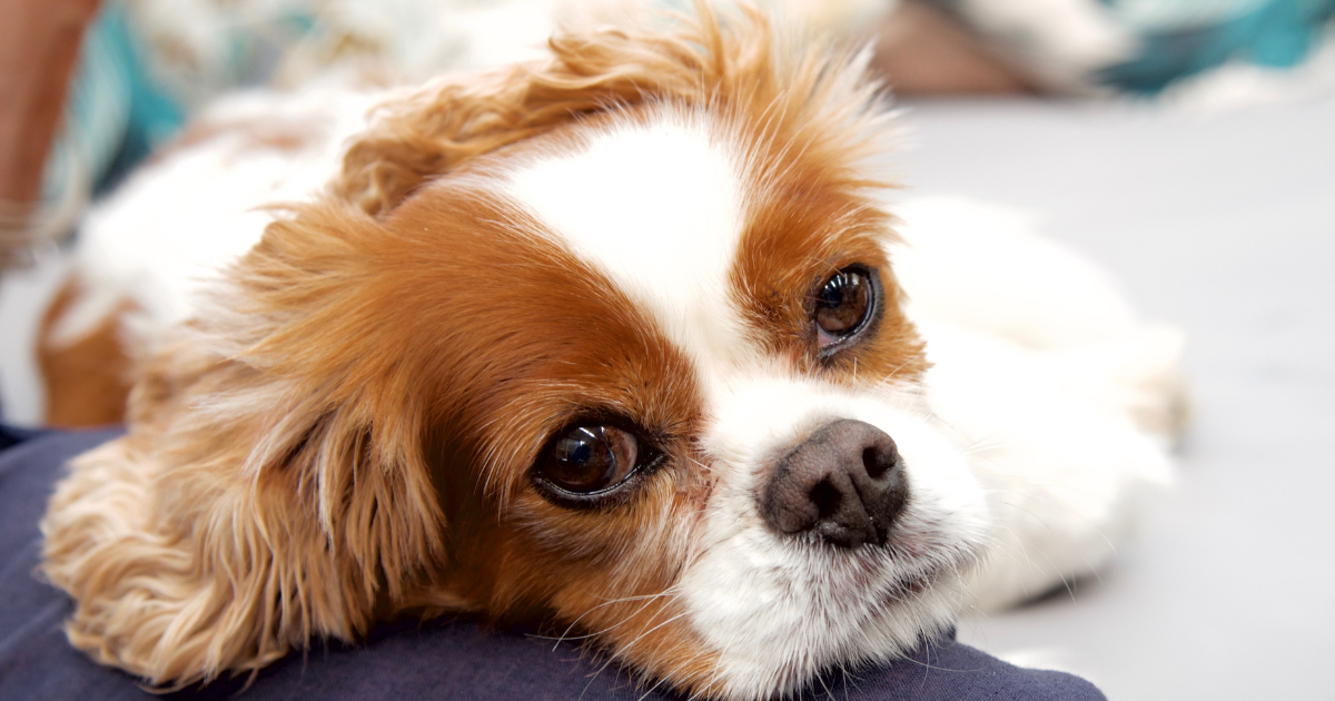 best-dog-breeds-for-city-living