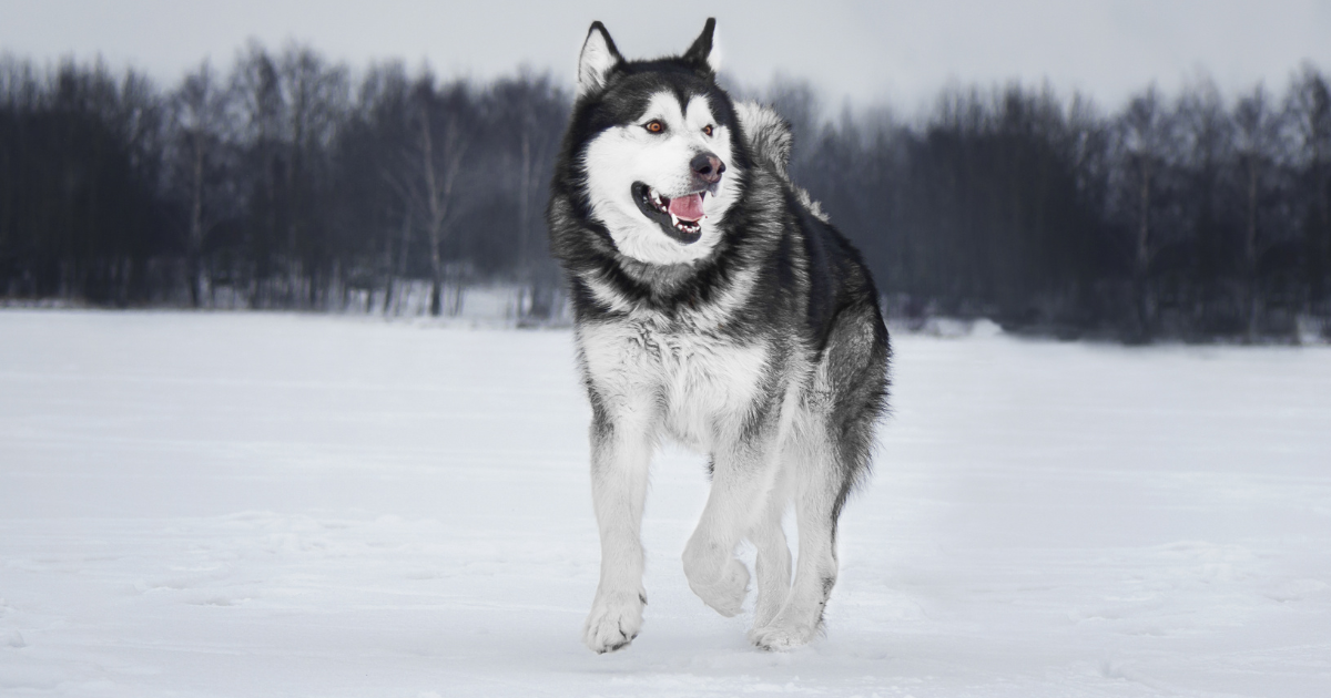 best-dog-breeds-for-hiking