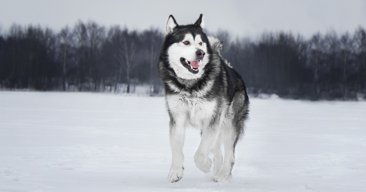 best-dog-breeds-for-trail-running