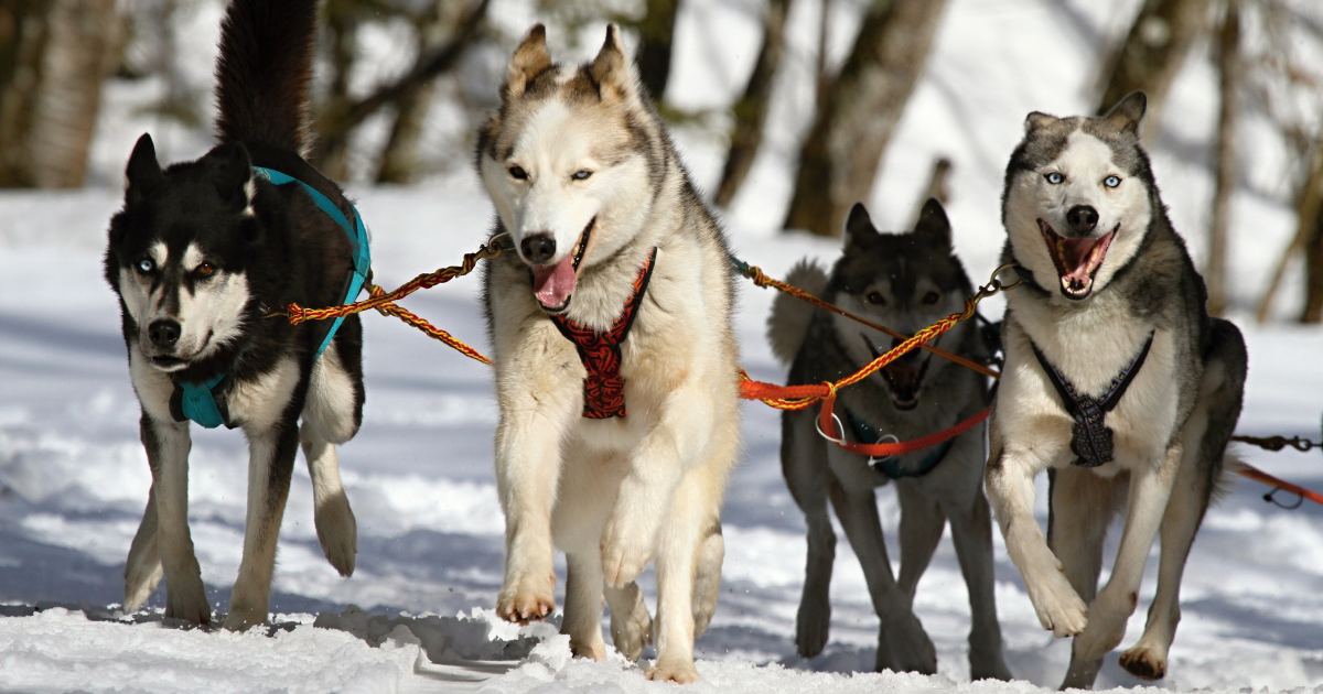 best-dog-breeds-for-trail-running