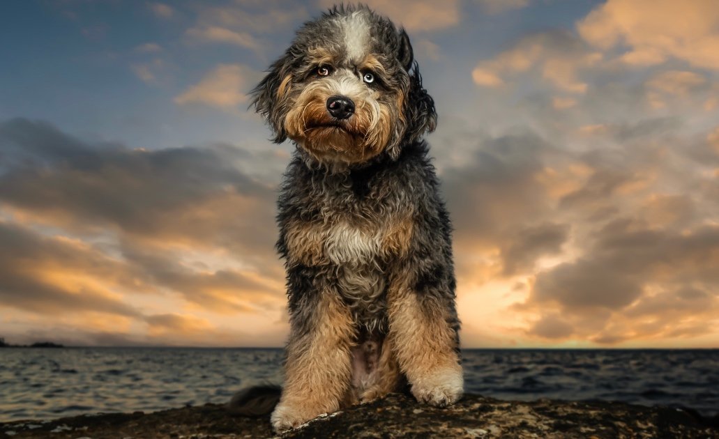 aussiedoodle-dog