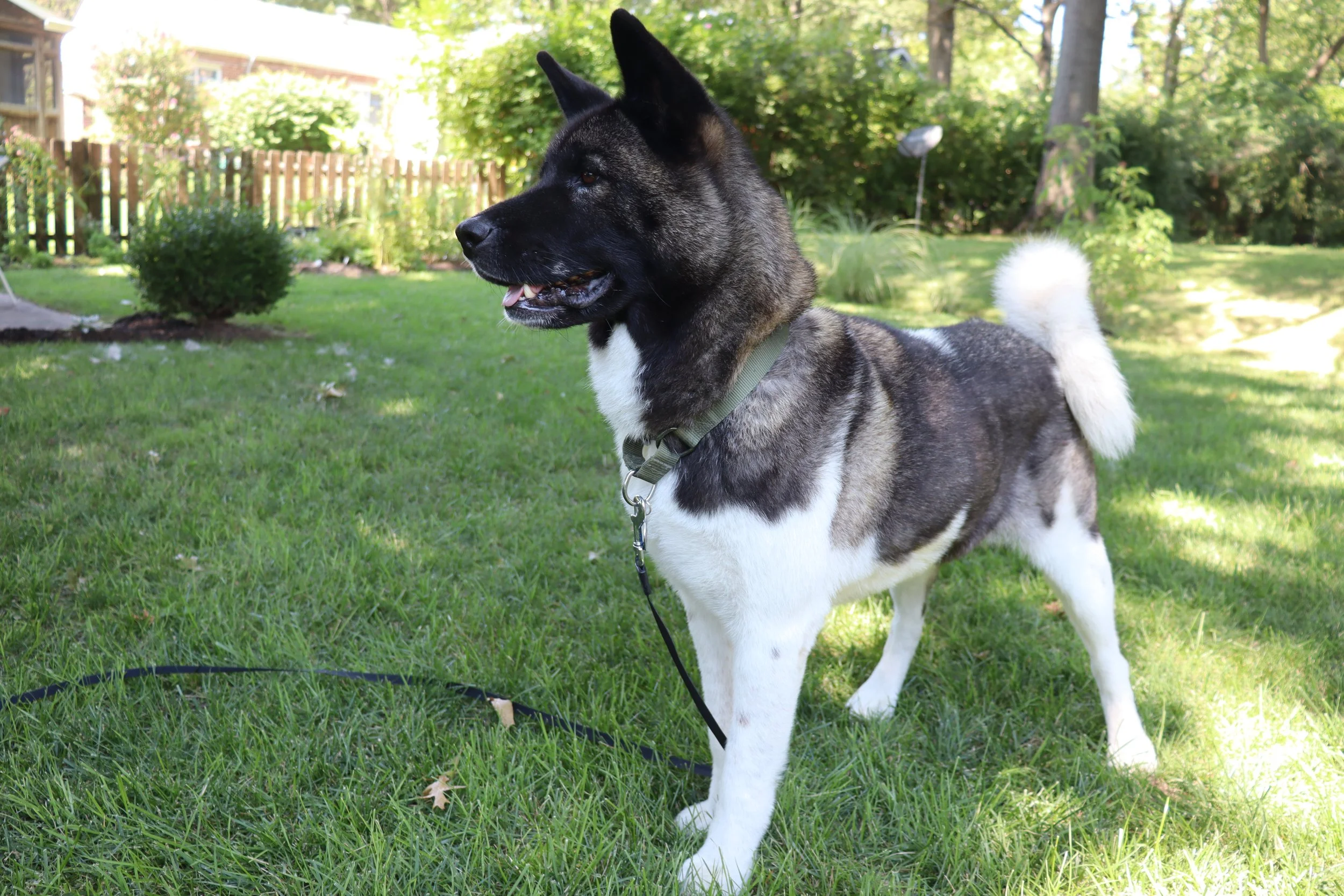 Top 10 Best Guard Dog Breeds — Book of Dog