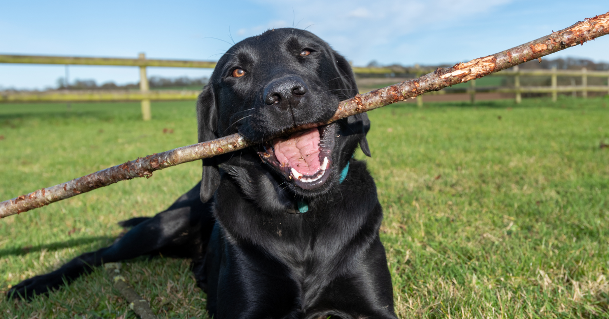 best-dog-breeds-for-hiking