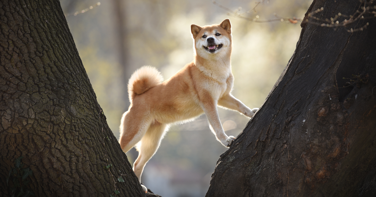 best-dog-breeds-for-hiking