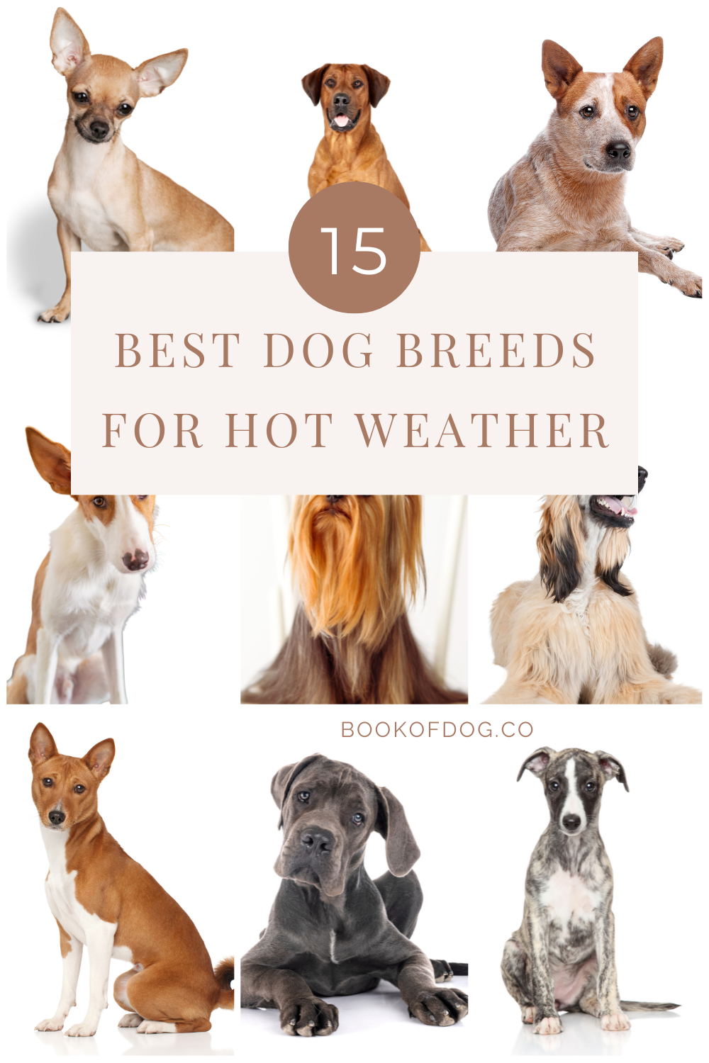 II. Characteristics of Dog Breeds Suitable for Hot Weather