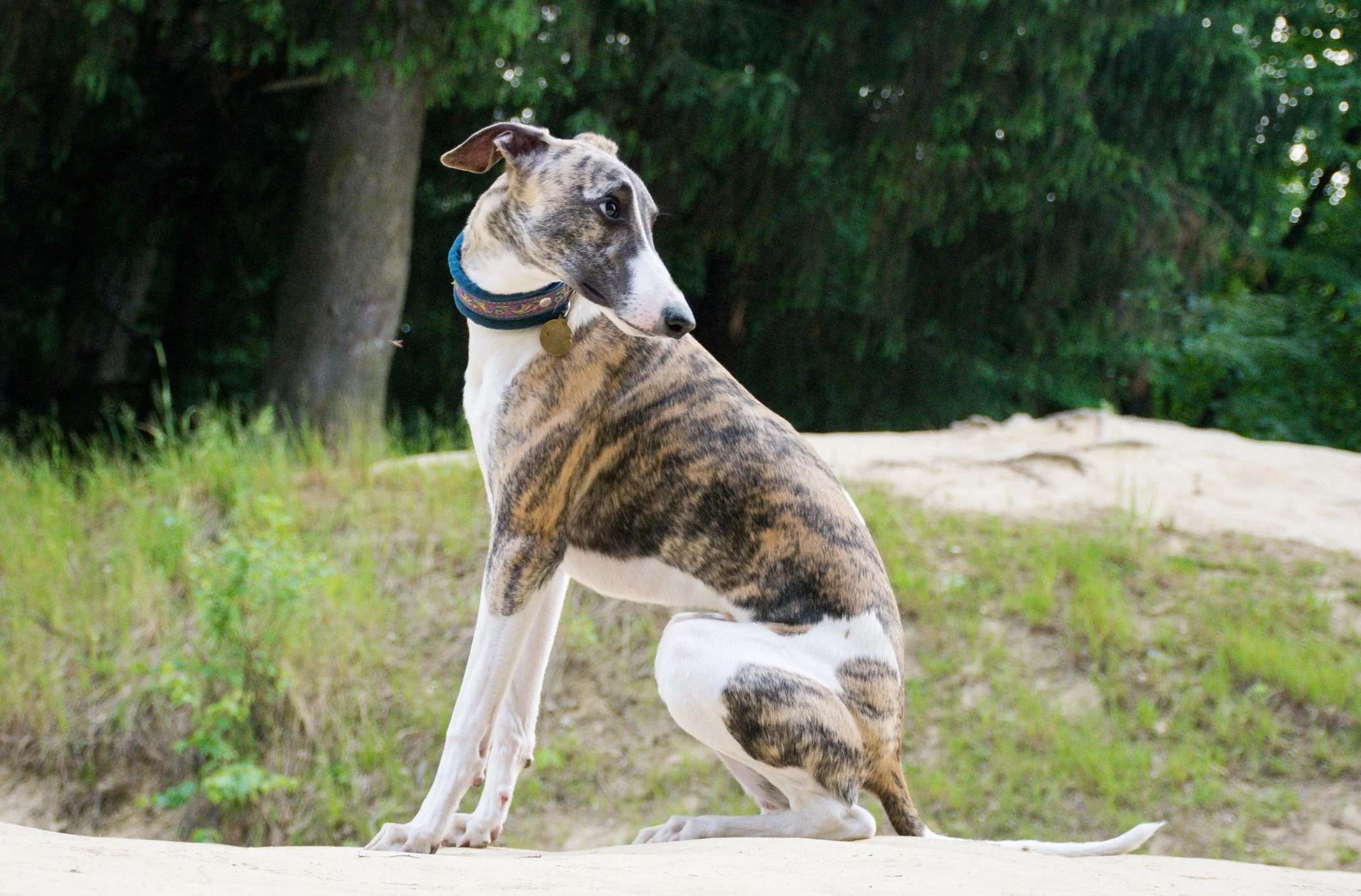 calm-dog-breeds-medium-sized