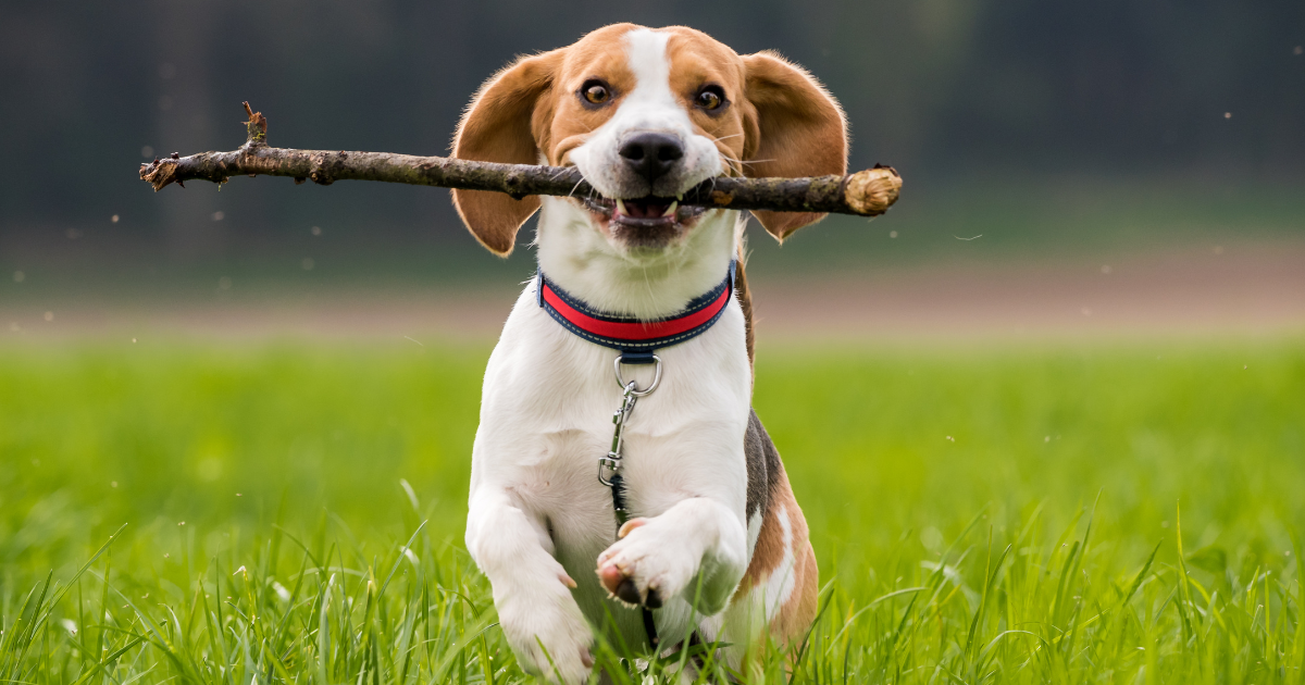 best-dog-breeds-for-hiking