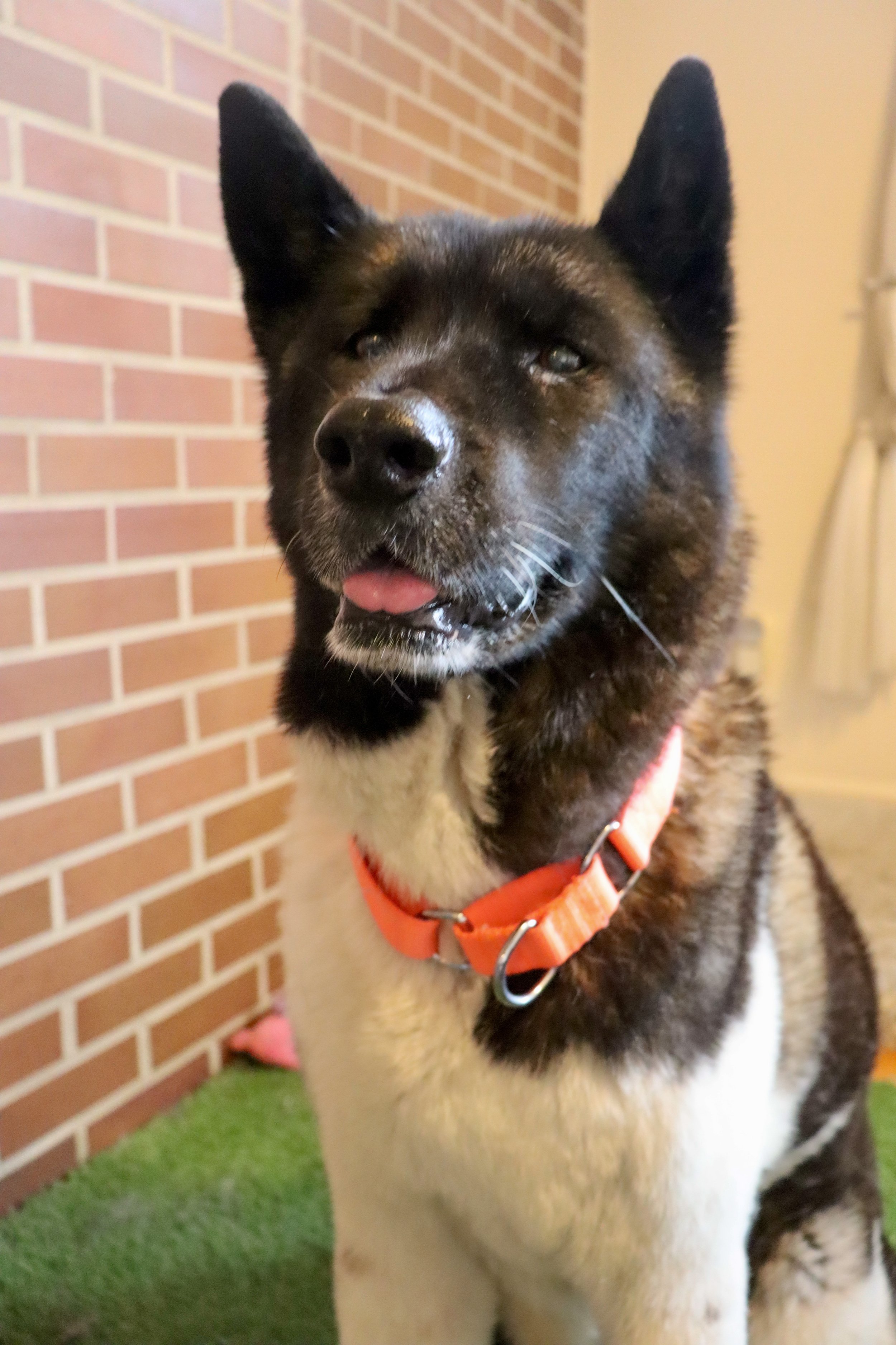 Celebrate-Halloween-with-your-dog