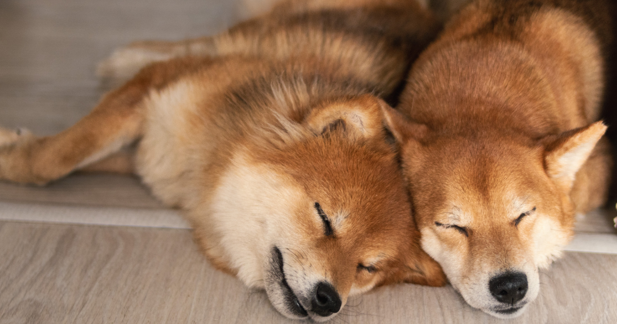 best-dog-breeds-for-city-living