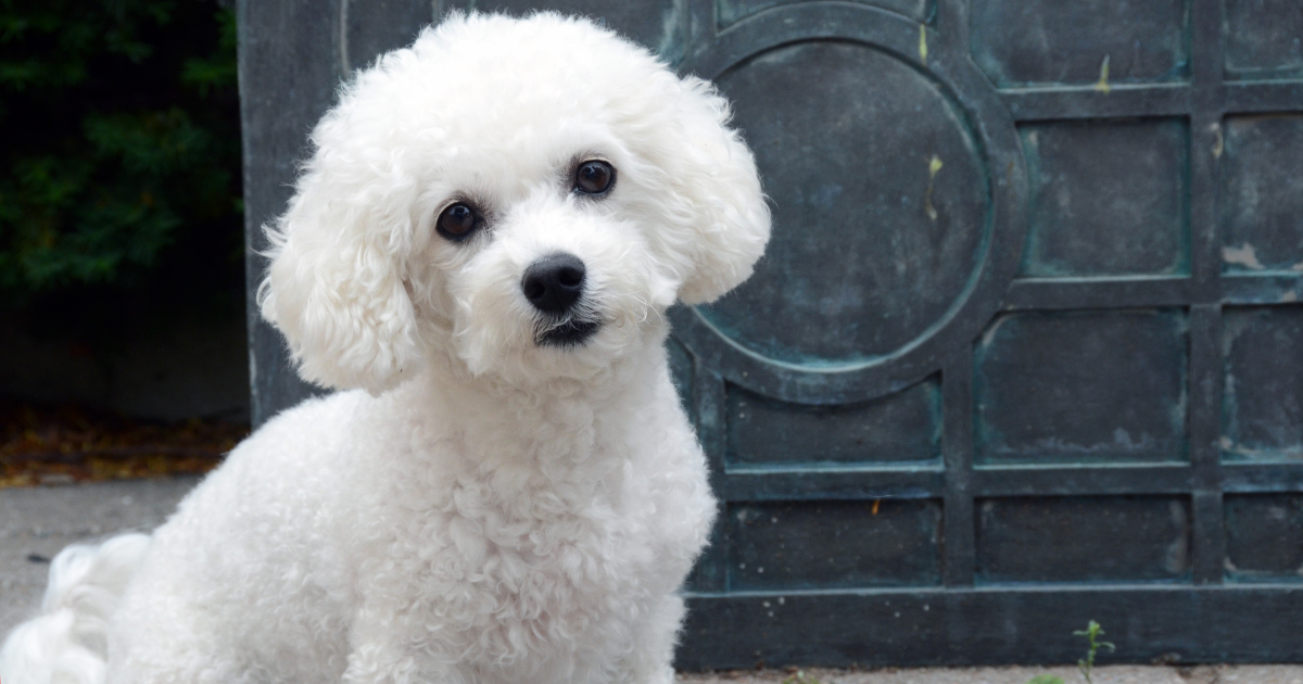 best-dog-breeds-for-city-living