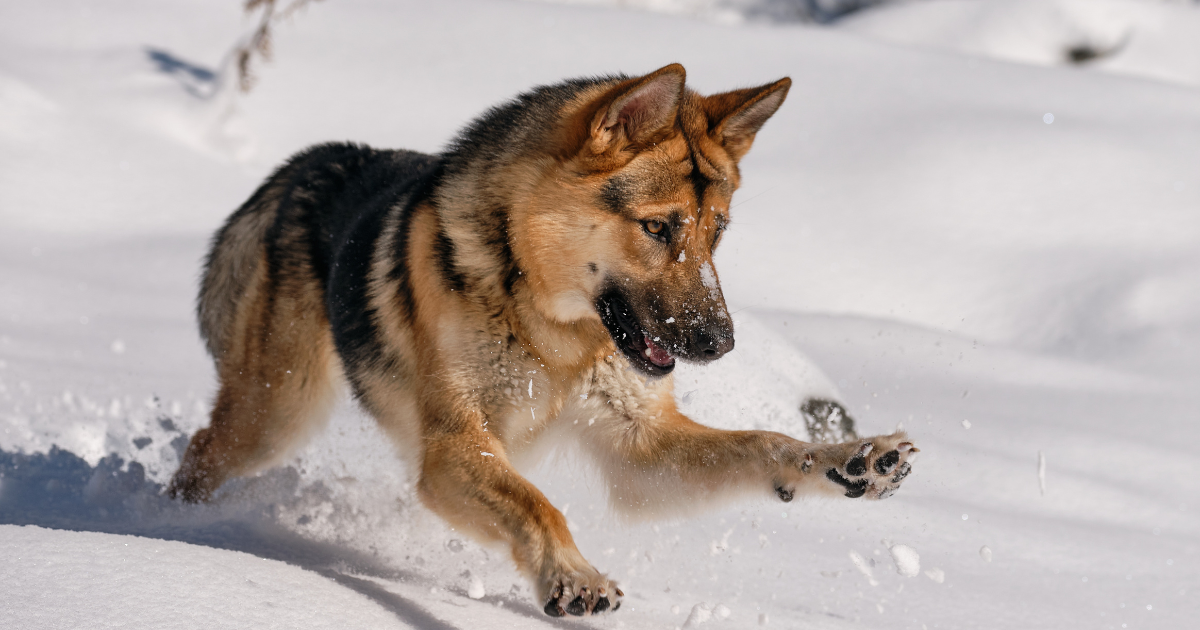 best-dog-breeds-for-hiking