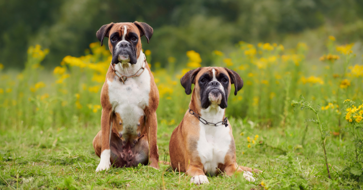 best-guard-dogs-for-apartments