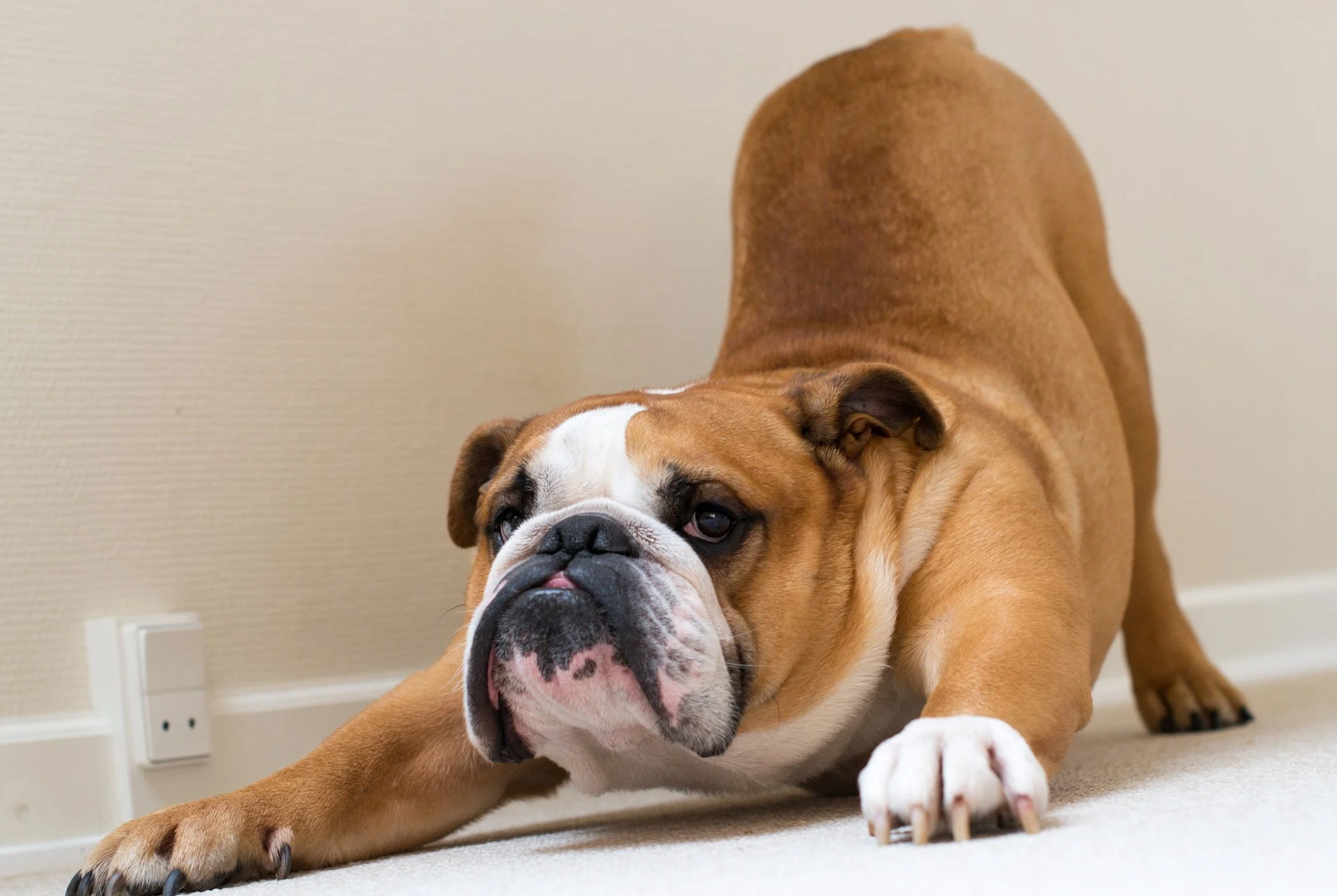 calm-dog-breeds-medium-sized