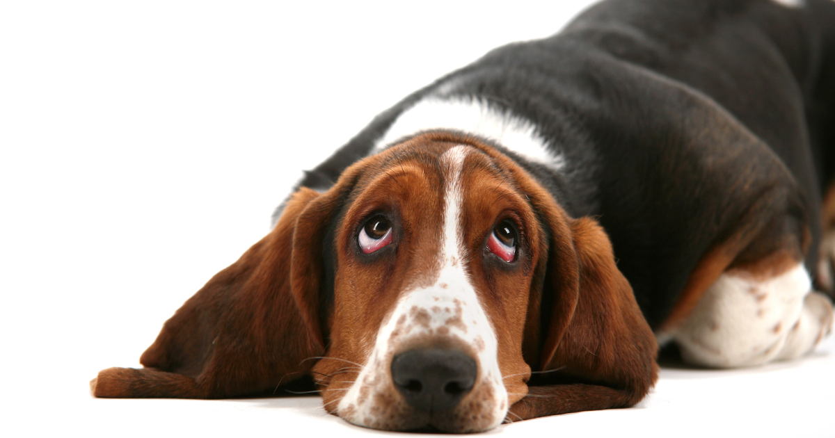 best-dog-breeds-for-city-living