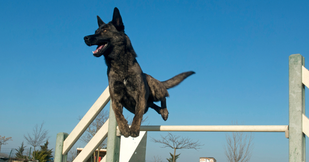 best-guard-dogs-for-women