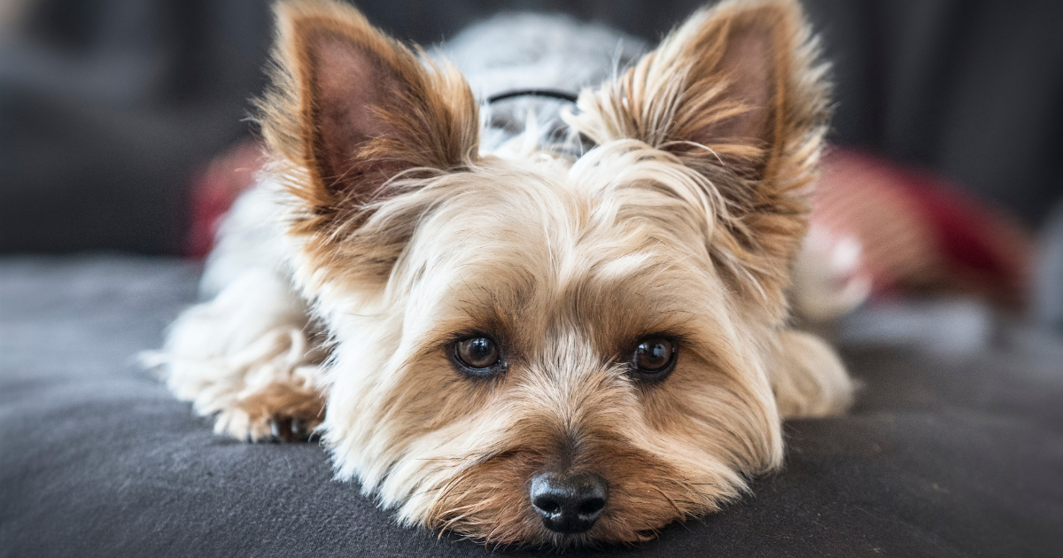 best-dog-breeds-for-city-living