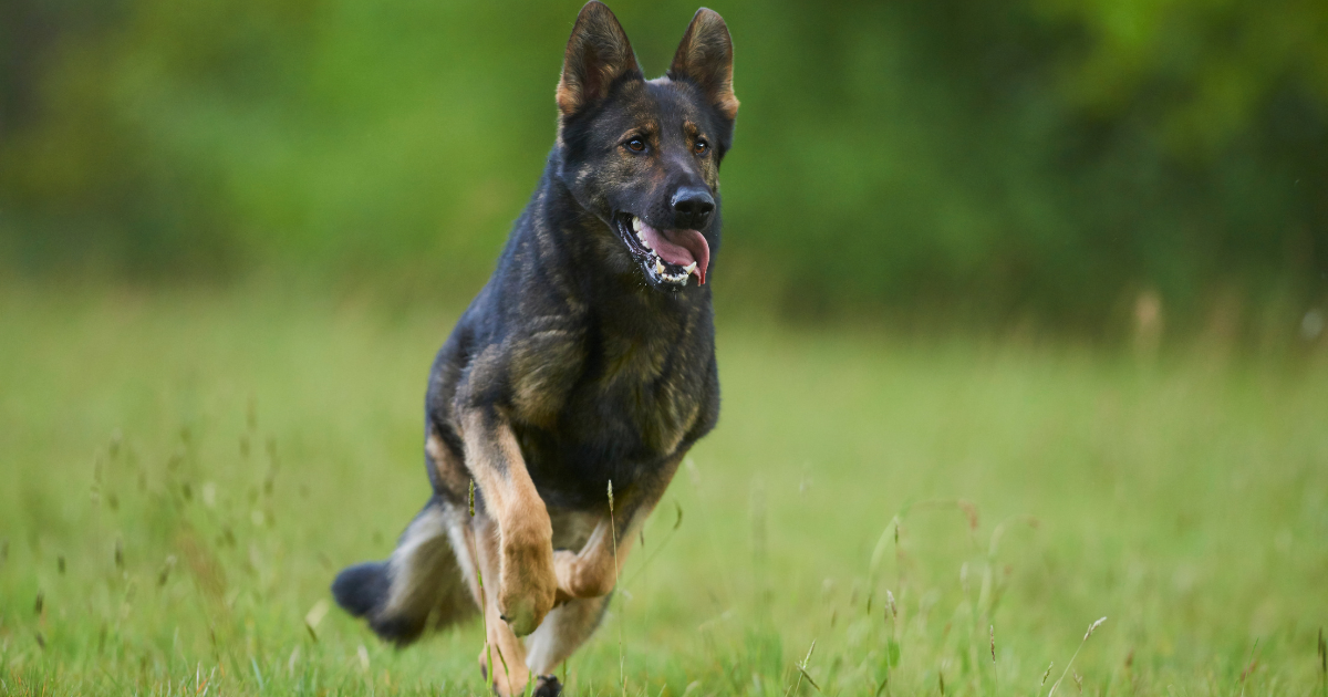 best-guard-dogs-for-women