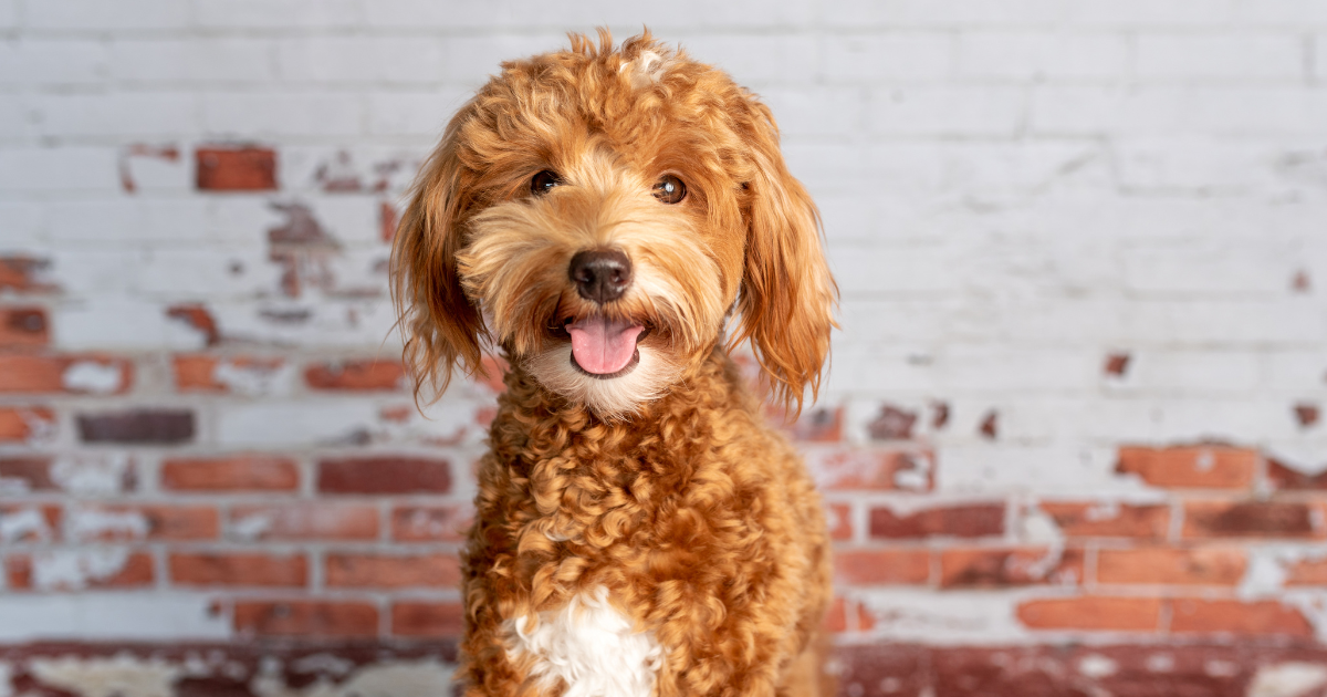 best-dog-breeds-for-city-living