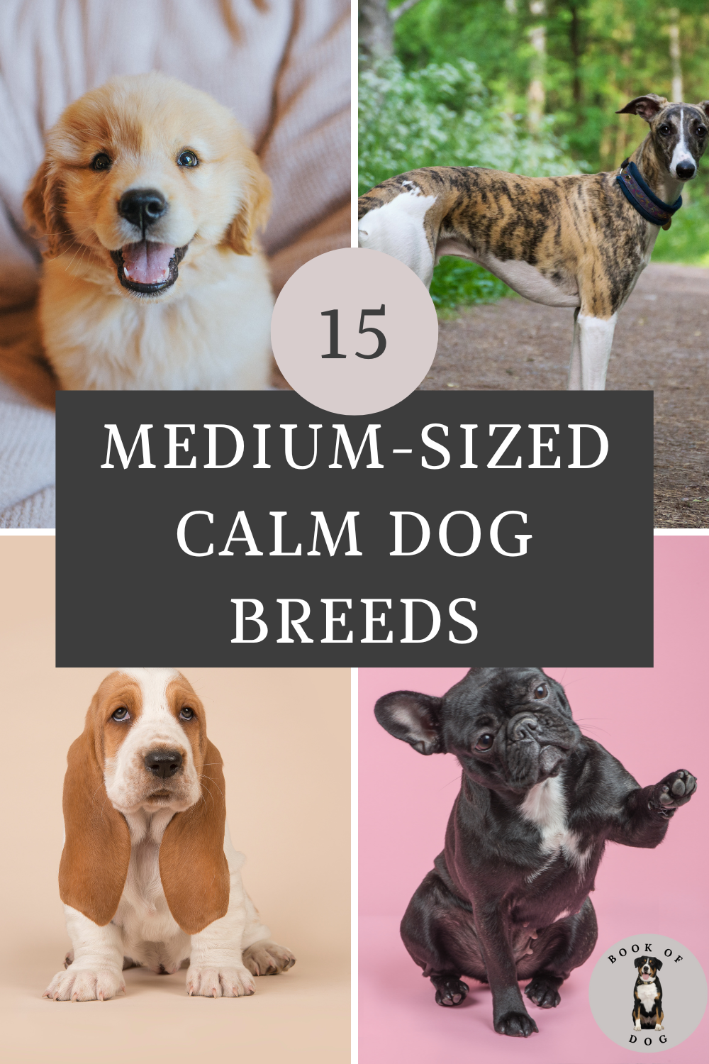 Calm-dog-breeds-medium-sized