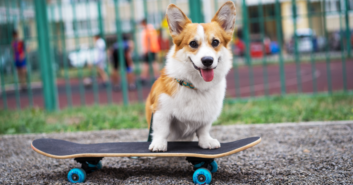 best-dog-breeds-for-city-living