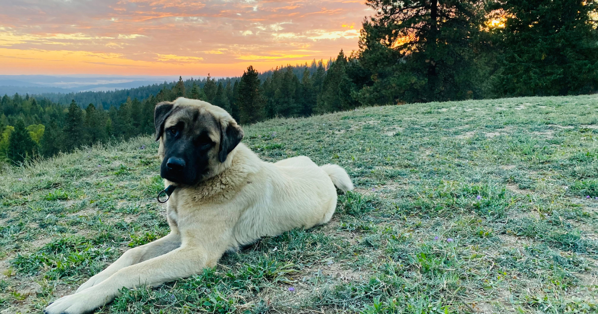 best-dog-breeds-for-hiking