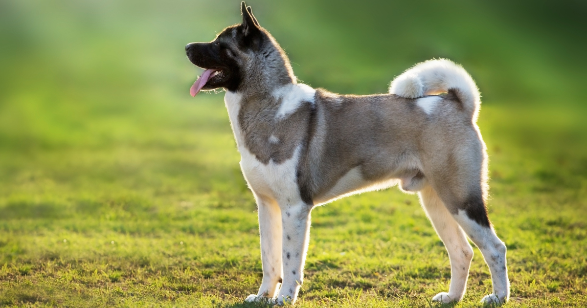 best-guard-dogs-for-apartments