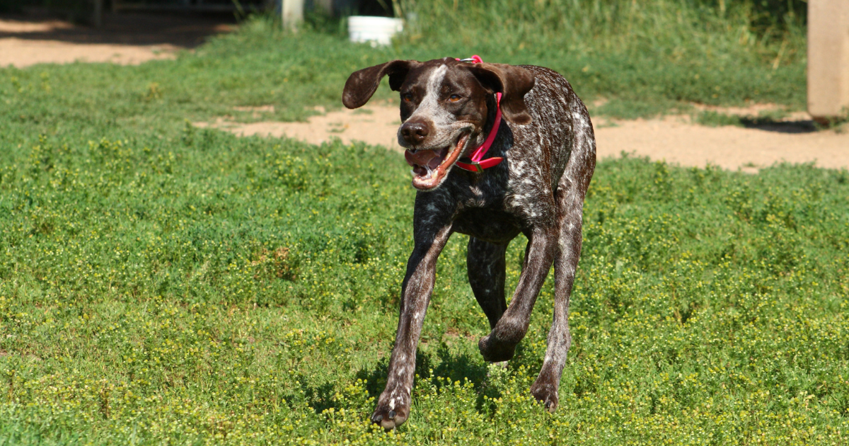 best-dog-breeds-for-hiking