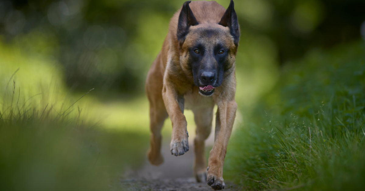 best-guard-dogs-for-women