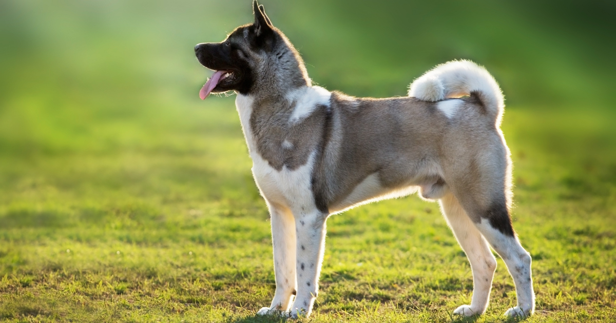 best-guard-dogs-for-women