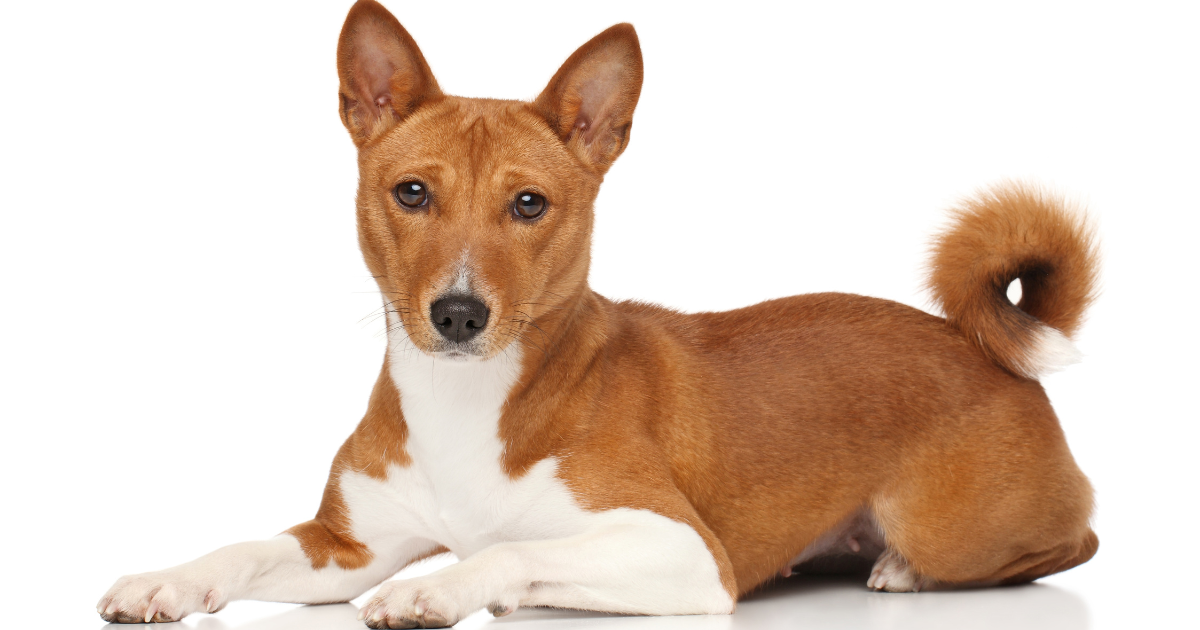 best-dog-breeds-for-city-living