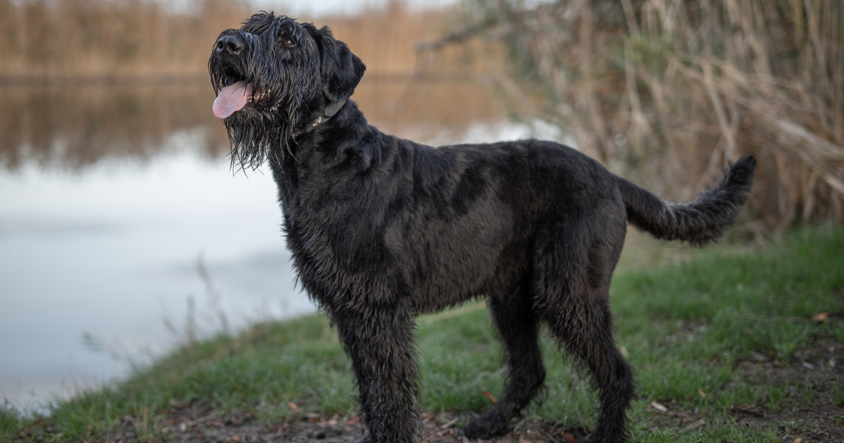 best-guard-dogs-for-apartments