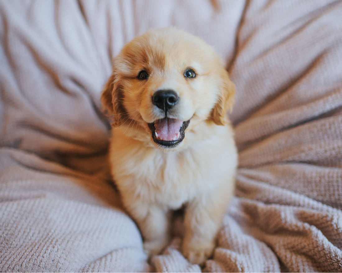 golden-retriever-dog-breed
