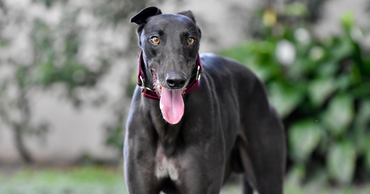 best-dog-breeds-for-city-living